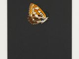 an orange and white butterfly sitting on top of a black paper