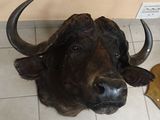une fausse tête de bison accrochée au mur d'une salle de bains