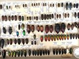 many different types of beetles on display in a display case
