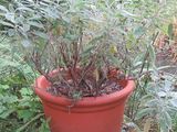 a plant that is growing in a pot in the yard