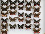 de nombreux papillons exposés dans une vitrine