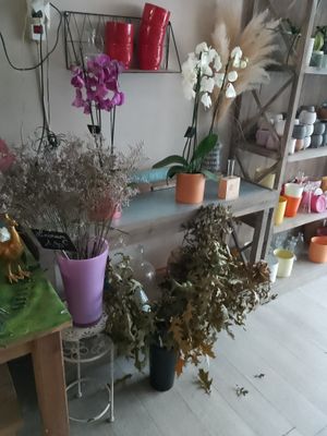many potted plants on a shelf in a room