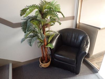 a plant in a pot next to a chair in a room