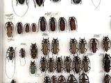 a lot of bugs that are on display in a glass case