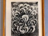 une image représentant un dessin en noir et blanc d'une fleur