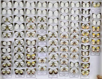 de nombreux types de papillons exposés dans une vitrine
