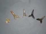 plusieurs types différents de dents de requin sur une surface grise