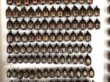 a picture of a collection of scarabs displayed in a display case