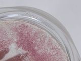 a close up of a jar with a label on it