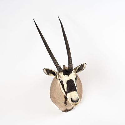 une tête d'antilope accrochée au mur d'une pièce blanche
