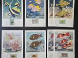 six cartes postales représentant différents types de poissons sur un fond noir