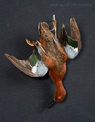 two birds that are laying on a black surface