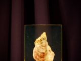 an image of a shell in a glass box on a table
