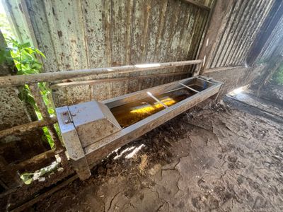 une image représentant une auge en bois remplie de maïs
