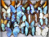 de nombreux papillons rassemblés dans une boîte