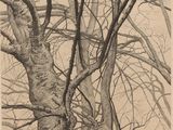 une image représentant un dessin d'un arbre sans feuilles