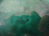 a close up of a green object in the water
