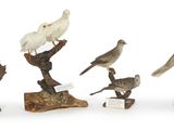 cinq oiseaux perchés sur une branche d'arbre