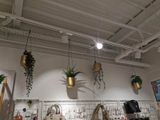 many plants hanging from the ceiling in a store