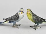 deux oiseaux posés l'un à côté de l'autre sur une surface blanche