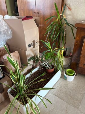 une plante posée dans un pot sur le sol