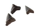 three pieces of fossil teeth on a white background