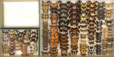 many different types of butterflies on display in a glass case