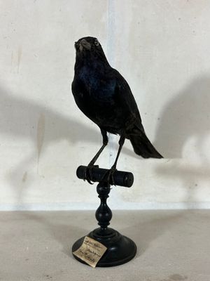 un oiseau noir perché sur un petit objet noir