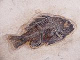 a fish that is laying on the ground in the sand