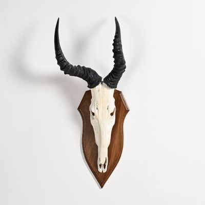 une tête d'antilope empaillée, accrochée au mur, avec ses cornes
