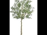 a close up of a potted olive tree on a white background