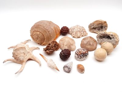 beaucoup de coquillages posés sur une surface blanche