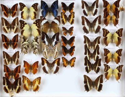 de nombreux types de papillons exposés dans une vitrine