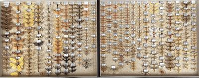 many different kinds of beads on display in a display case