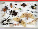 de nombreux types d'insectes différents dans une vitrine
