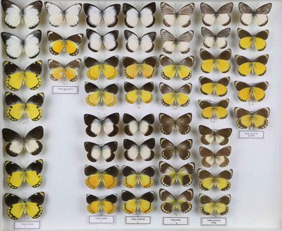 de nombreux types de papillons différents présentés dans une vitrine