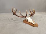 an image of a deer skull with antlers on a wooden stand