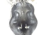 a close up of a dog ' s nose with its tongue sticking out