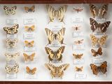many different types of butterflies displayed in a display case
