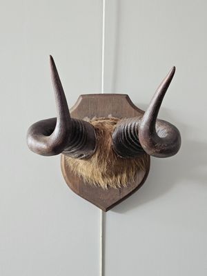 a picture of a wall mounted animal head on a wall