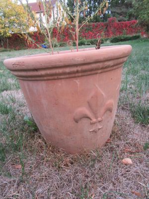 une plante qui se trouve au milieu de l'herbe