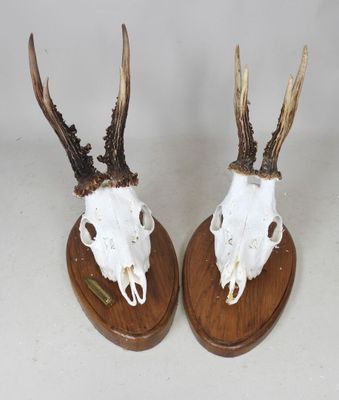 deux crânes de cerfs montés sur des socles en bois, avec leurs bois