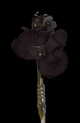a black flower that is in a vase on a table