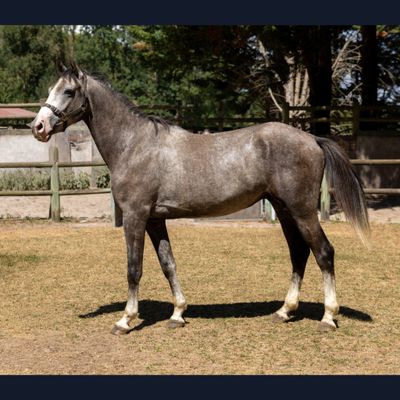 un cheval qui se trouve dans un enclos clôturé