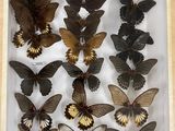 a lot of butterflies that are in a wooden frame
