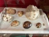 a tray with shells on it in a glass case
