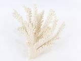 un corail blanc sur fond blanc, avec un fond blanc