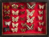 a lot of butterflies that are in a shadow box