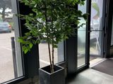 a potted plant in front of a large window in a building