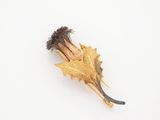 a gold leaf and a brown flower on a white surface